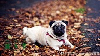 微博巴哥爆料最新消息,最新微博动态揭秘！