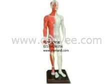 人体模型最新爆料,科技与健康的完美融合